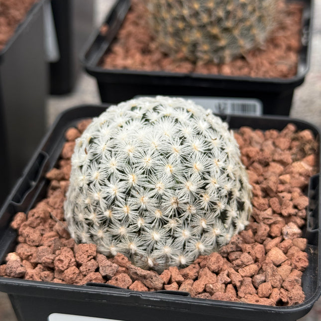 Mammillaria duwei