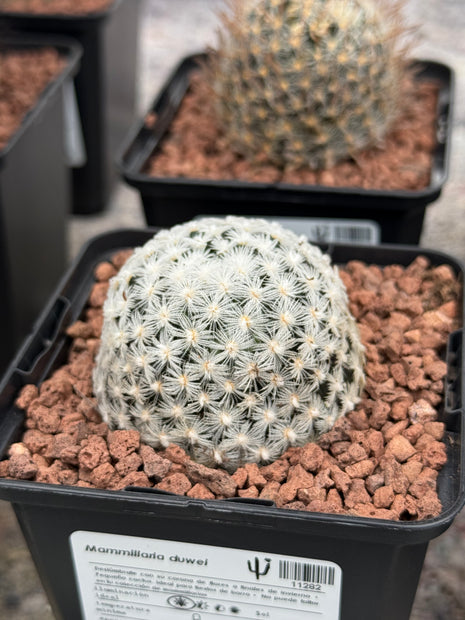 Mammillaria duwei