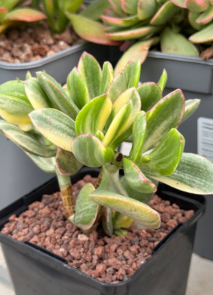 Crassula ovata f. variegata
