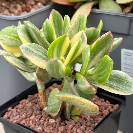 Crassula ovata f. variegata