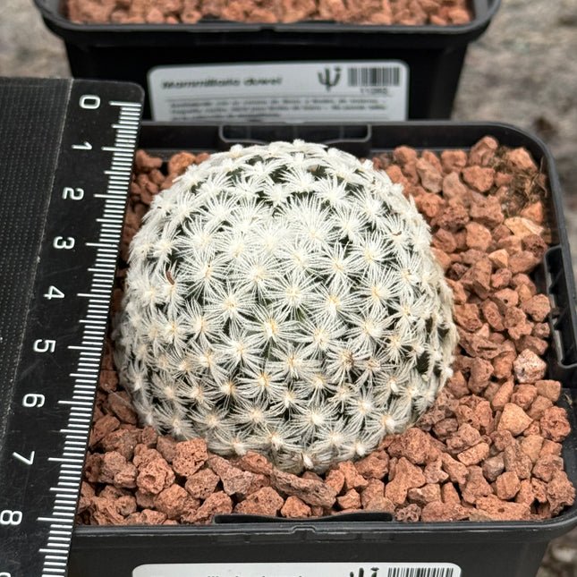 Mammillaria duwei