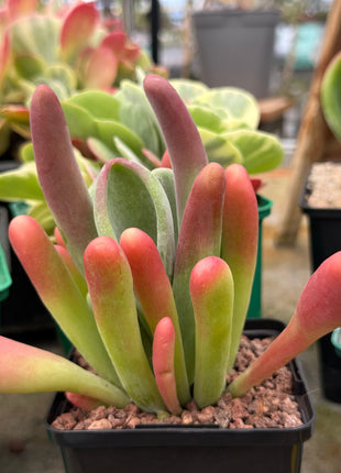 Kalanchoe oricula