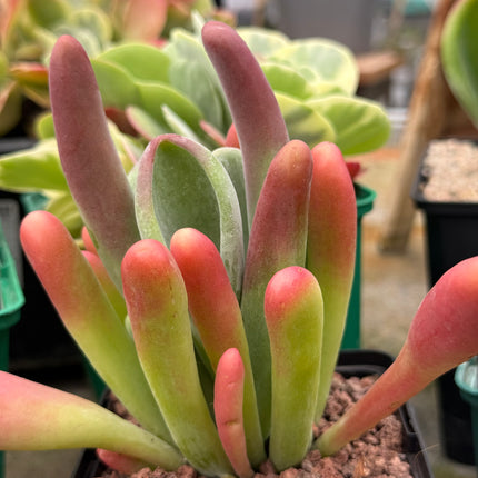 Kalanchoe oricula