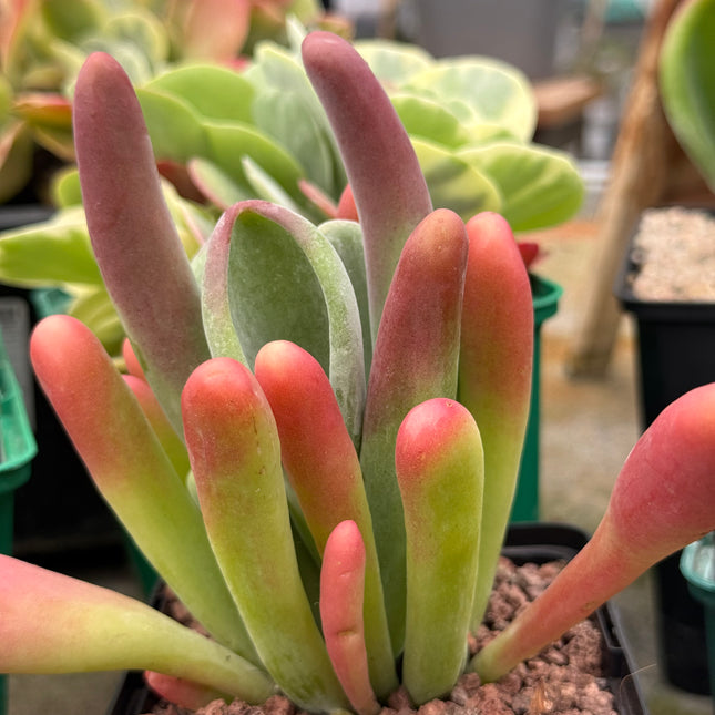 Kalanchoe oricula