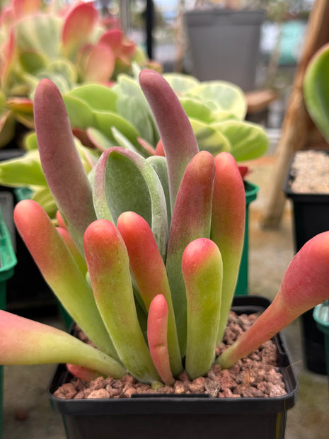 Kalanchoe oricula