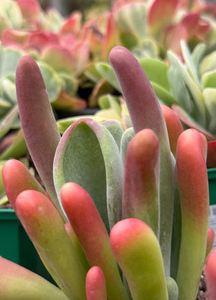 Kalanchoe oricula