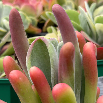 Kalanchoe oricula