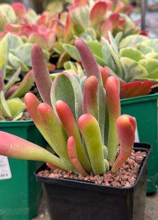 Kalanchoe oricula