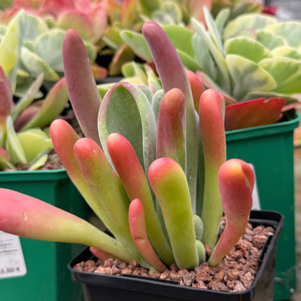 Kalanchoe oricula