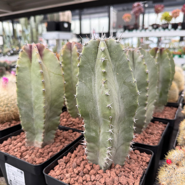 Lophocereus schotti
