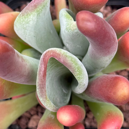 Kalanchoe oricula