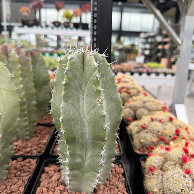 Lophocereus schotti