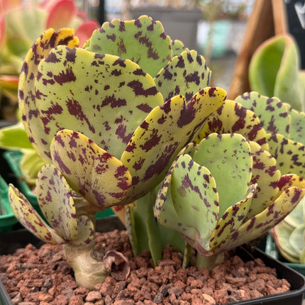 Kalanchoe marmorata