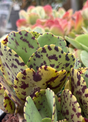 Kalanchoe marmorata