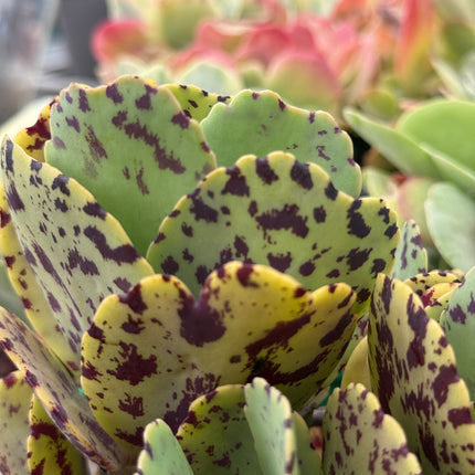 Kalanchoe marmorata