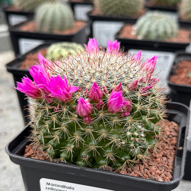Mammillaria zeilmanniana