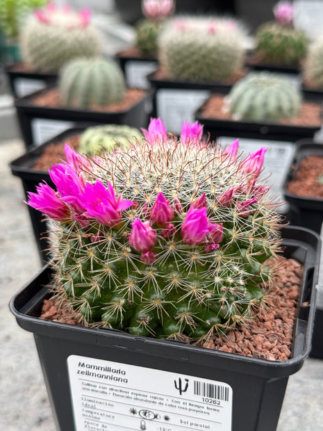 Mammillaria zeilmanniana