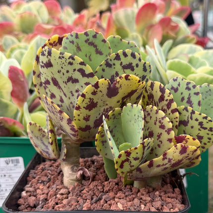 Kalanchoe marmorata