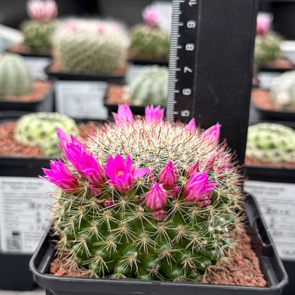 Mammillaria zeilmanniana