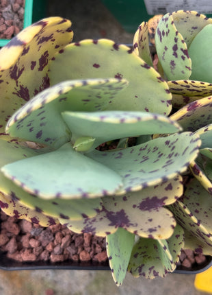 Kalanchoe marmorata