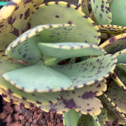 Kalanchoe marmorata