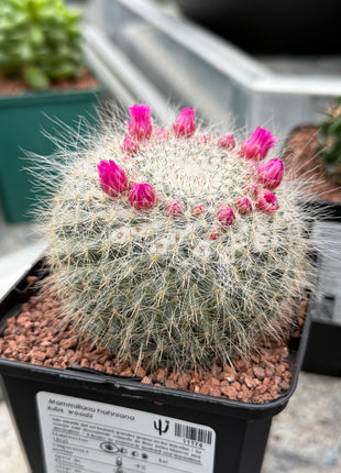 Mammillaria hahniana subs. woodii