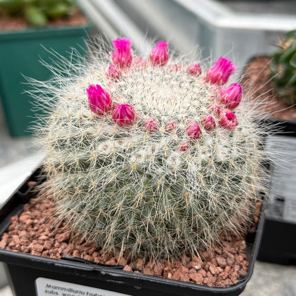 Mammillaria hahniana subs. woodii
