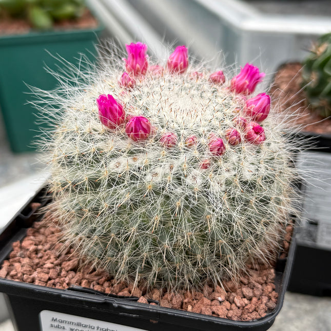 Mammillaria hahniana subs. woodii