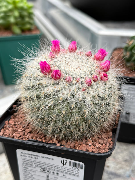 Mammillaria hahniana subs. woodii