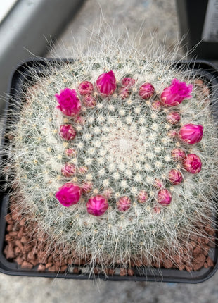 Mammillaria hahniana subs. woodii