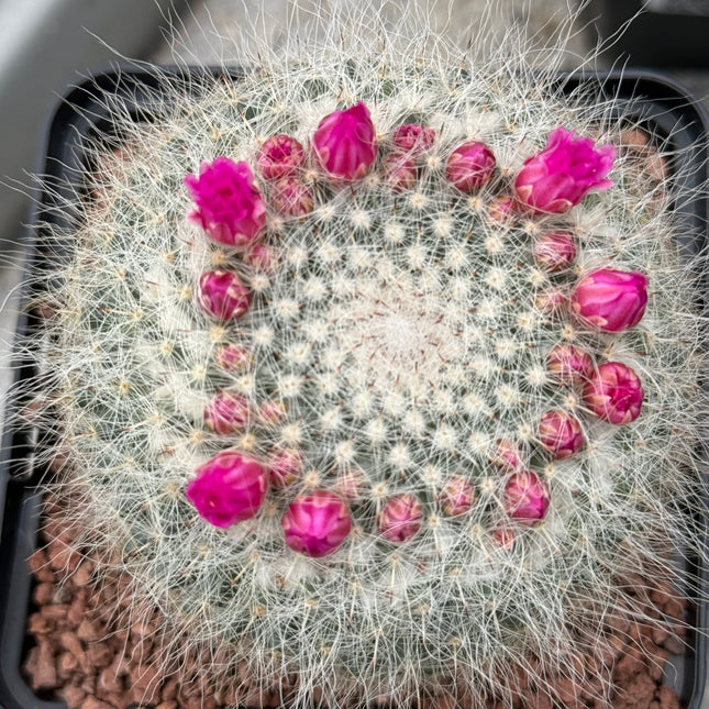 Mammillaria hahniana subs. woodii