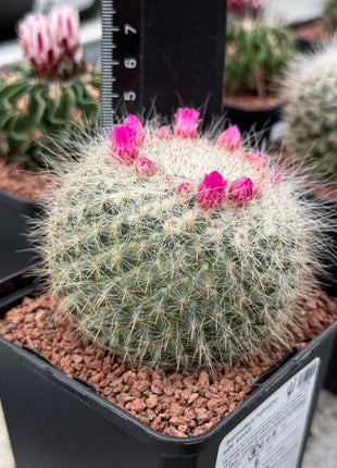 Mammillaria hahniana subs. woodii