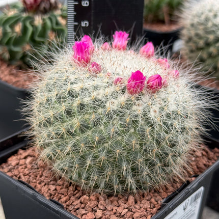 Mammillaria hahniana subs. woodii
