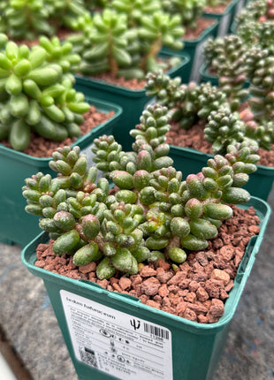 Sedum furfuraceum