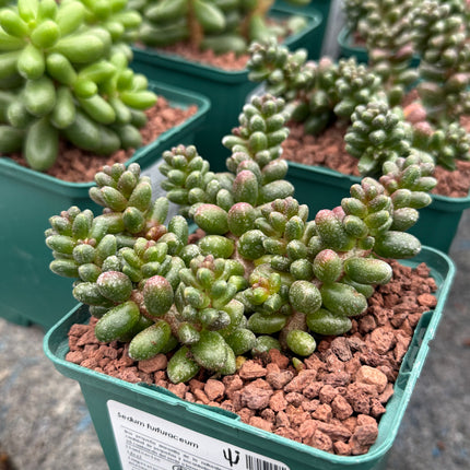 Sedum furfuraceum