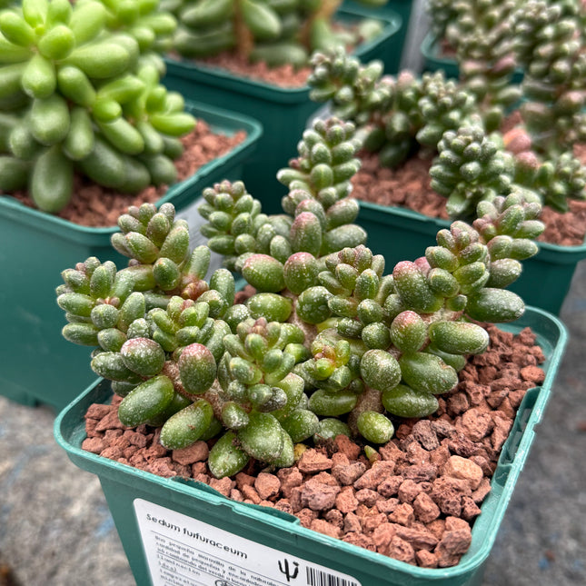Sedum furfuraceum