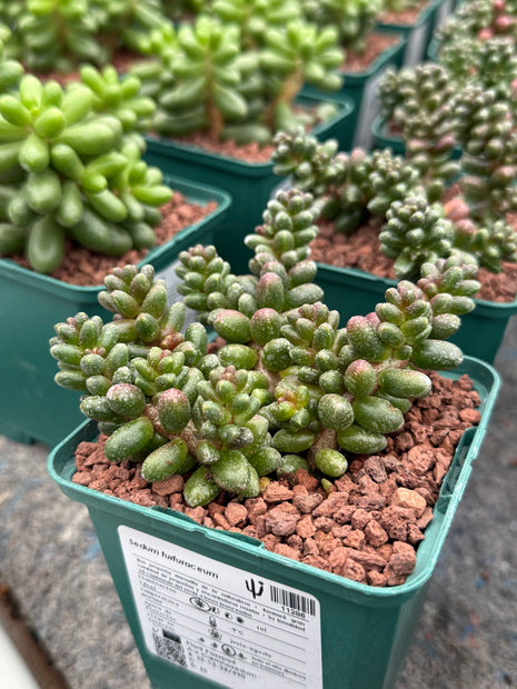 Sedum furfuraceum