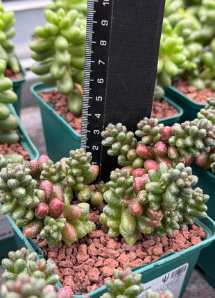 Sedum furfuraceum
