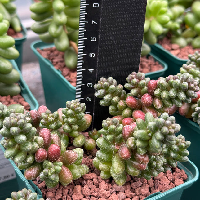Sedum furfuraceum