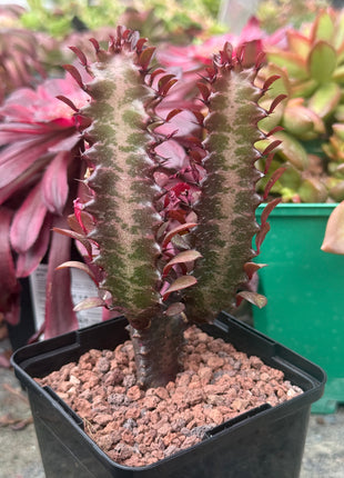 Euphorbia trigona 'Rubra'