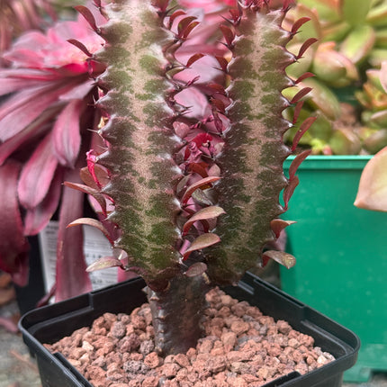 Euphorbia trigona 'Rubra'