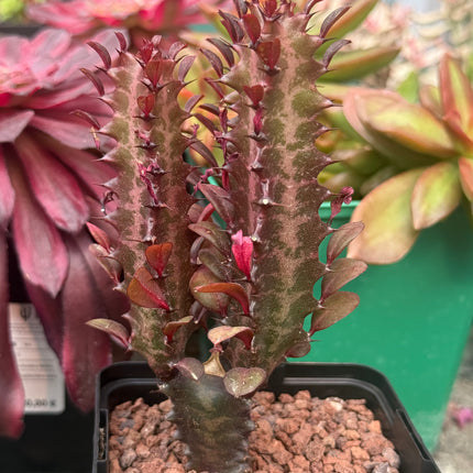 Euphorbia trigona 'Rubra'