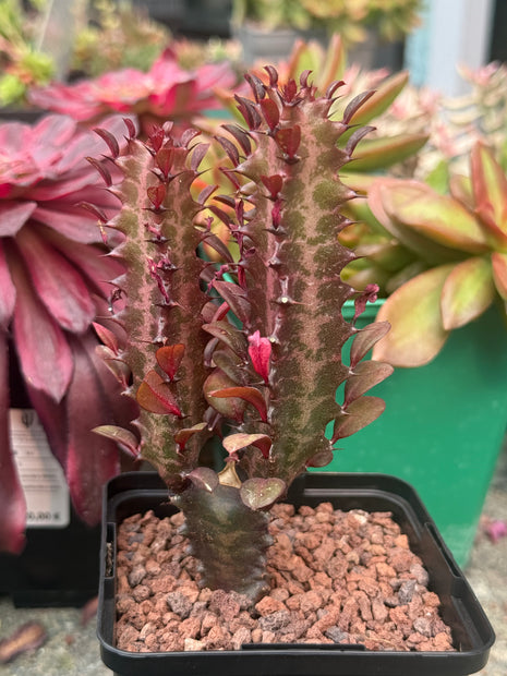 Euphorbia trigona 'Rubra'
