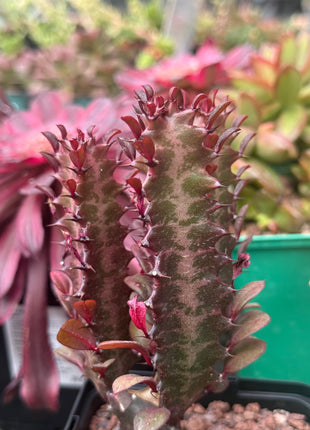 Euphorbia trigona 'Rubra'