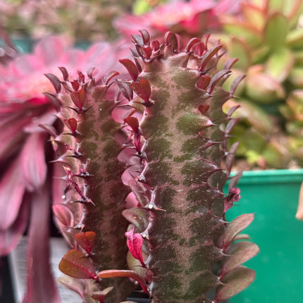 Euphorbia trigona 'Rubra'