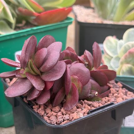 Crassula platyphylla 'Superburgundy'