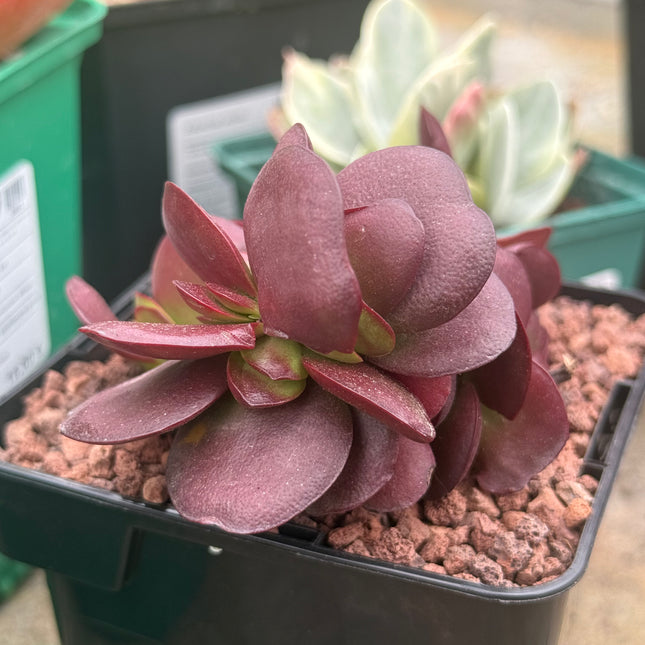 Crassula platyphylla 'Superburgundy'