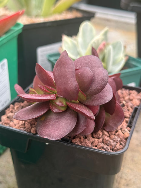 Crassula platyphylla 'Superburgundy'