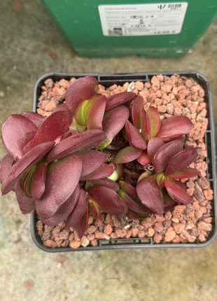 Crassula platyphylla 'Superburgundy'