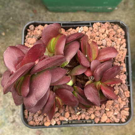 Crassula platyphylla 'Superburgundy'